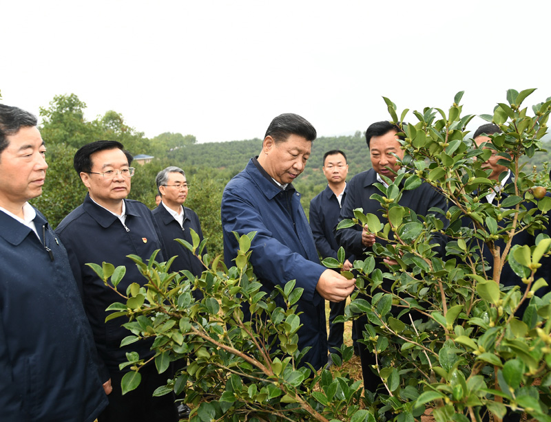 　　9月16日至18日，中共中央總書記、國(guó)家主席、中央軍委主席習(xí)近平在河南考察。這是17日上午，習(xí)近平來到信陽市光山縣槐店鄉(xiāng)司馬光油茶園，實(shí)地察看油茶樹種植和掛果情況。新華社記者 謝環(huán)馳 攝